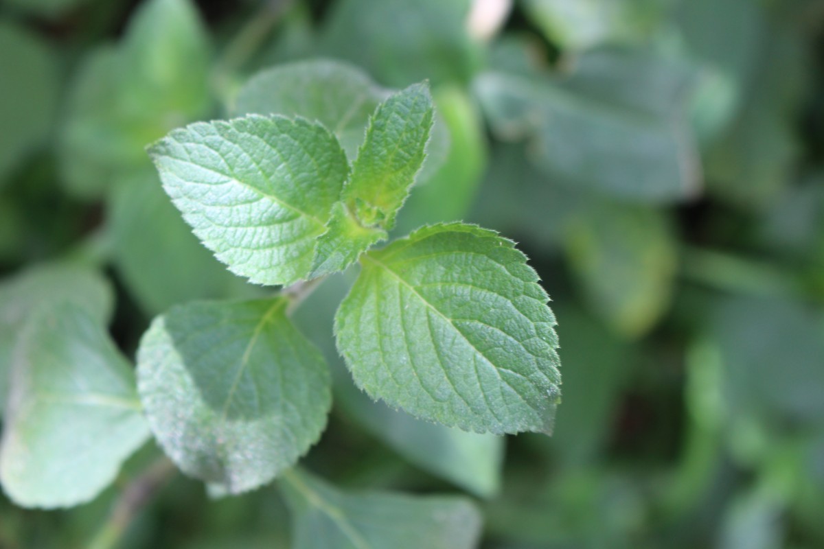 Ageratum conyzoides L.